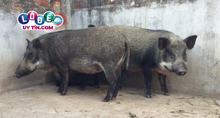 Mơ thấy lợn rừng đánh đề con gì, điềm báo gì? 2 Mơ thấy lợn rừng đánh đề con gì, điềm báo gì