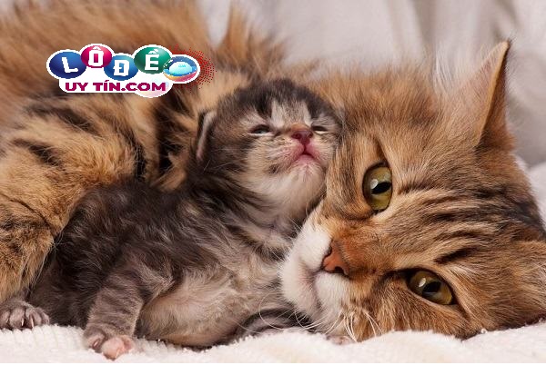 Mơ thấy mèo đẻ là điềm xấu hay tốt, đánh con gì? 3 Mơ thấy mèo đẻ là điềm xấu hay tốt, đánh con gì 1