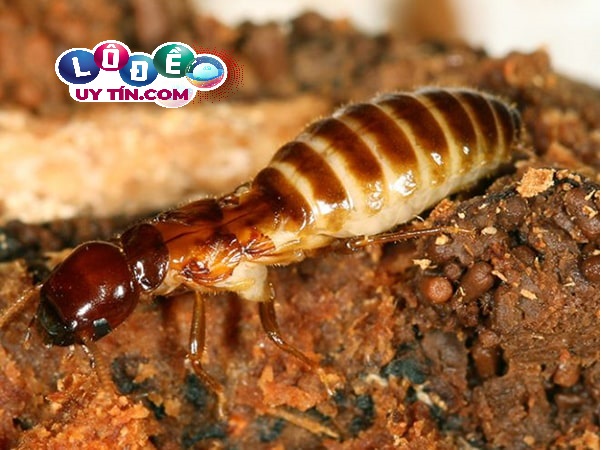 Nằm mơ thấy mối có ý nghĩa gì? Mơ thấy mối đánh con gì dễ trúng? 3 Nằm mơ thấy mối có ý nghĩa gì? Mơ thấy mối đánh con gì dễ trúng 2