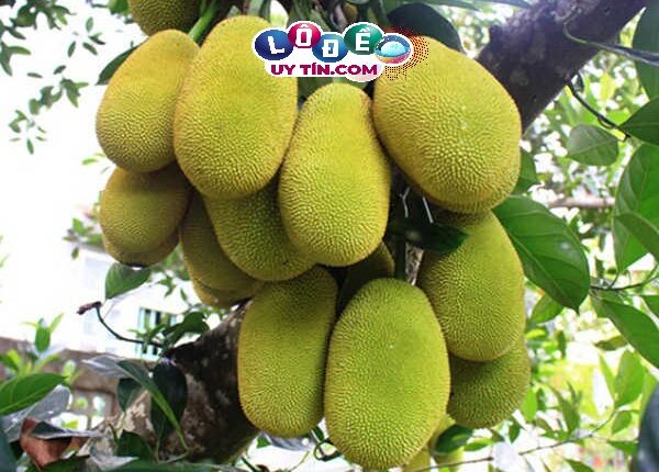 Chiêm bao mơ thấy quả mít có ý nghĩa gì