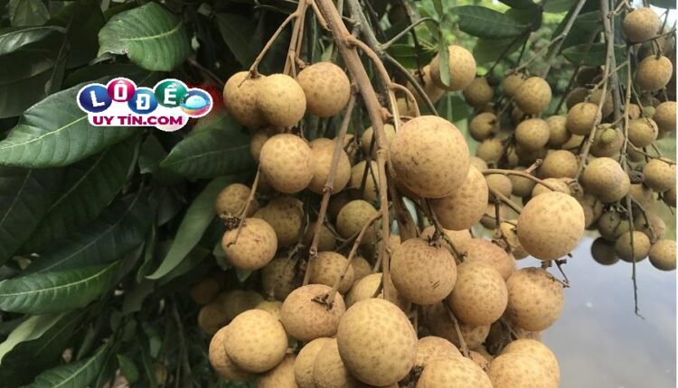 Ngủ mơ thấy quả nhãn báo hiệu điều gì? Đánh con gì chuẩn? 3 Ngủ mơ thấy quả nhãn báo hiệu điều gì 1