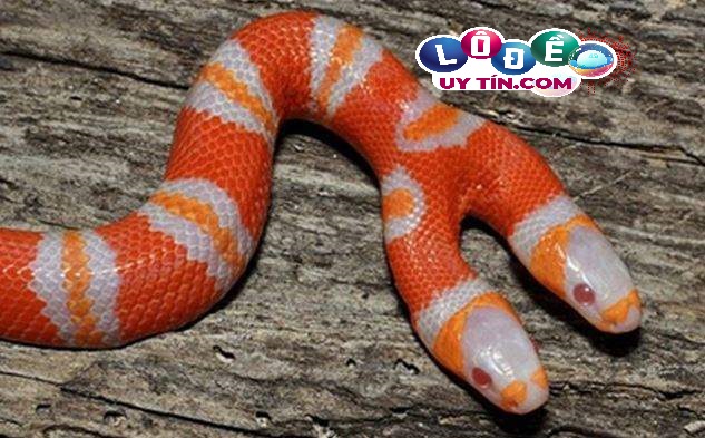 Nằm mơ thấy rắn 2 đầu đánh con gì, giải mã ý nghĩa 2