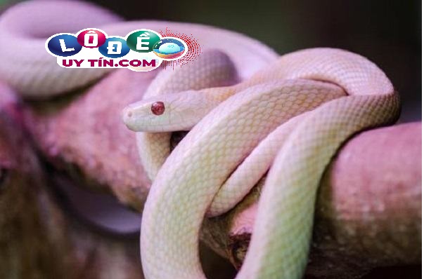Nằm mơ thấy rắn trắng đánh con gì, là điềm gì? 3 Nằm mơ thấy rắn trắng đánh con gì, là điềm gì 2