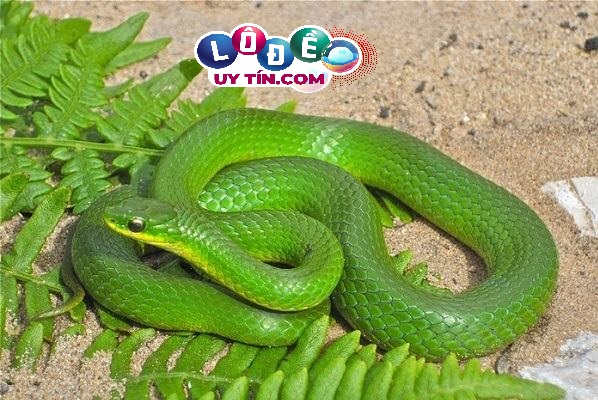 Nằm mơ thấy rắn xanh đánh con gì, điềm báo gì?