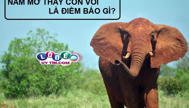 Ngủ mơ thấy voi là điềm báo gì? Chiêm bao về loài vật to lớn