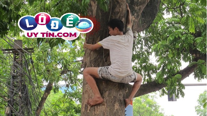 Giải mã giấc mơ trèo cây đầy đủ, chi tiết? Đánh con gì dễ ăn 3 Giải mã giấc mơ trèo cây đầy đủ, chi tiết 1