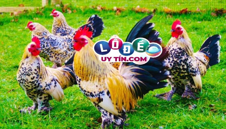 Nằm mơ thấy gà trống là điềm gì, đánh con gì trúng lớn? 2 Nằm mơ thấy gà trống là điềm gì, đánh con gì trúng lớn