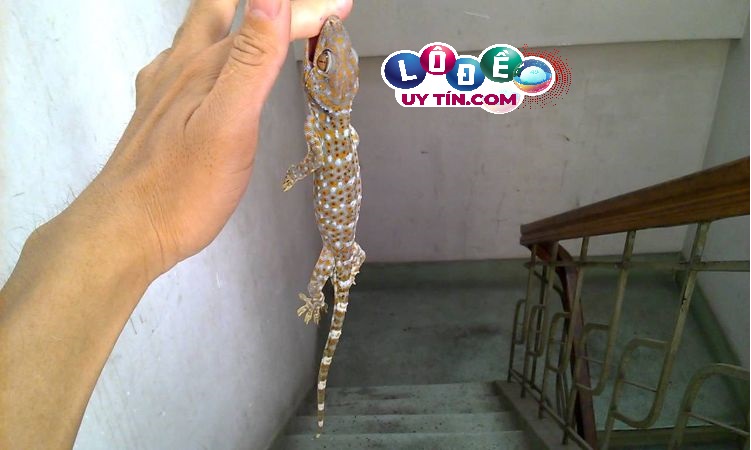 Mơ thấy tắc kè đánh con gì dễ ăn - Giải mã giấc mơ
