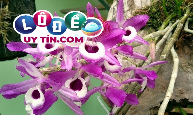 Mơ thấy hoa lan là điềm gì, đánh con số gì dễ trúng 1