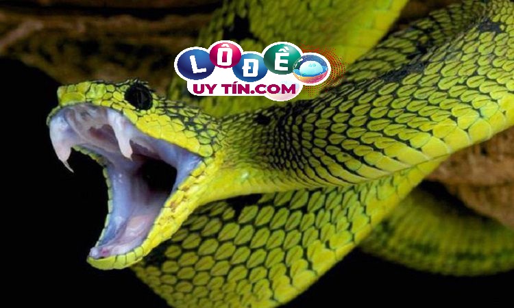Mơ thấy rắn là điềm báo tốt hay xấu, đánh con gì? 2 Mơ thấy rắn là điềm báo tốt hay xấu, đánh con gì