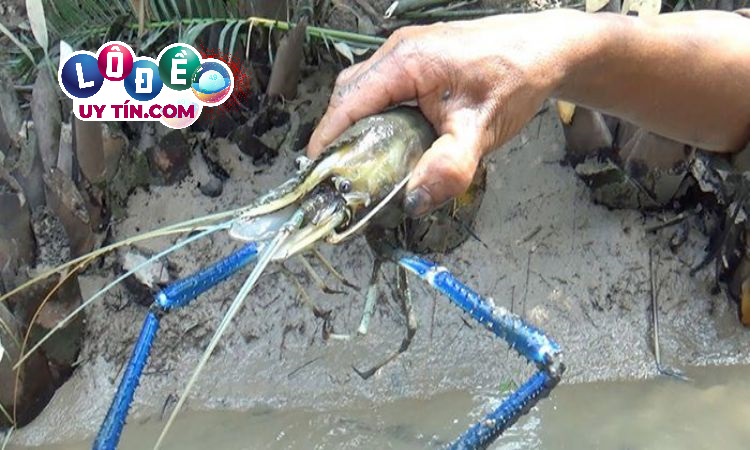 Mơ thấy con tôm đánh lô đề con gì dễ trúng, giải mã giấc mơ bắt tôm