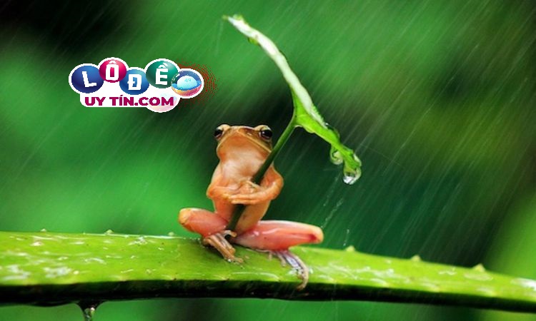 Chiêm bao mơ thấy ếch điềm lành hay dữ, đánh con gì 1
