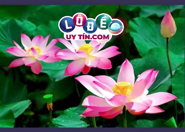 Mơ thấy hoa sen đánh con gì, là điềm báo tốt hay xấu? 3 Mơ thấy hoa sen đánh con gì - điềm báo từ sổ mơ giải mã giấc mơ