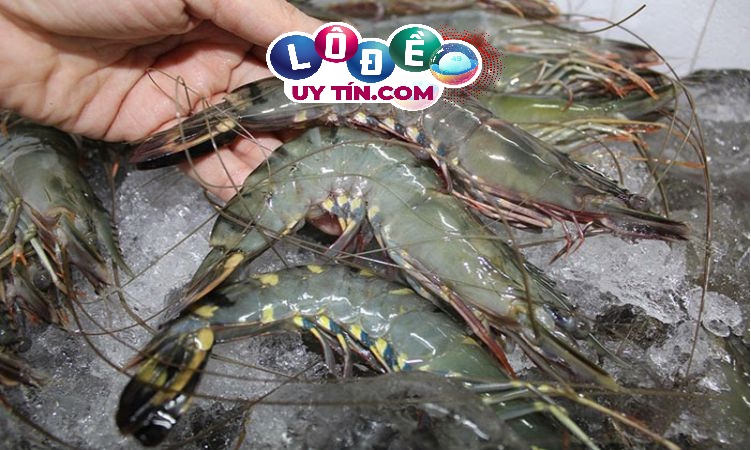 Nằm mơ thấy bắt tôm là điềm gì, đánh con gì đẹp nhất?