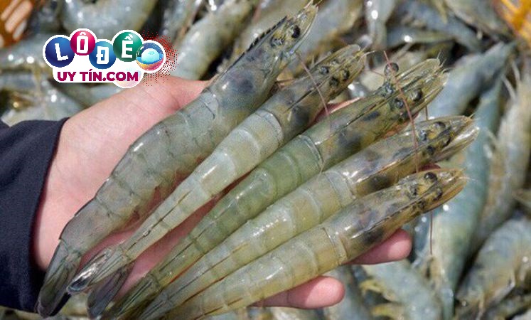 Mơ thấy con tôm đánh lô đề con gì dễ trúng, bắt tôm trong giấc mơ báo điềm gì