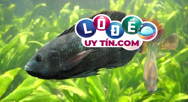 Nằm mơ thấy cá là điềm báo gì? Mơ thấy cá đánh đề con gì? 2 Nằm mơ thấy cá là điềm báo gì? Mơ thấy cá đánh đề con gì