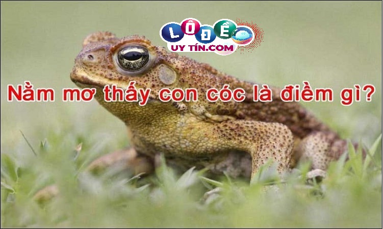 Mơ thấy cóc có ý nghĩa gì, đánh con gì để trúng? 3 Mơ thấy cóc có ý nghĩa gì, đánh con gì để trúng 2