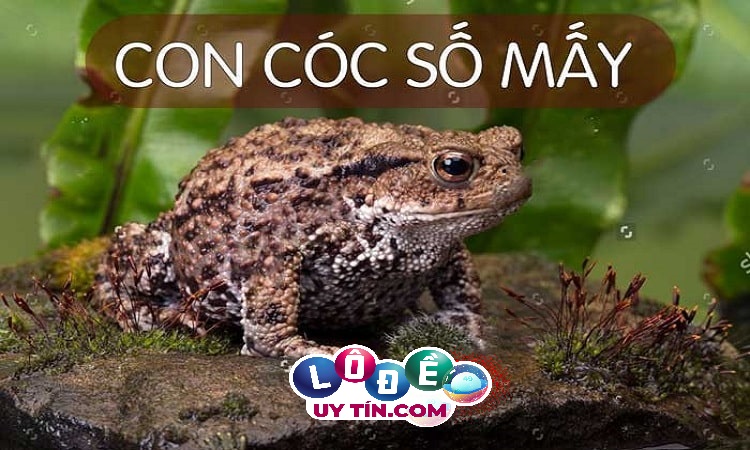 Mơ thấy cóc có ý nghĩa gì, đánh con gì để trúng? 1 Mơ thấy cóc có ý nghĩa gì, đánh con gì để trúng?