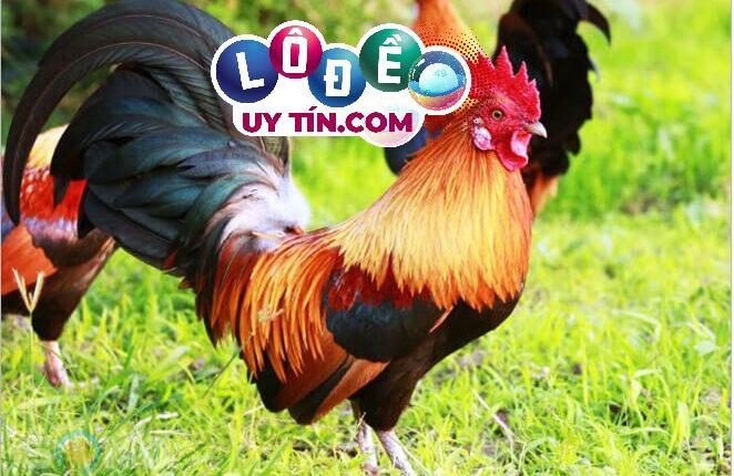 Nằm mơ thấy gà trống là điềm gì, đánh con gì trúng lớn? 3 Nằm mơ thấy gà trống là điềm gì, đánh con gì trúng lớn 2