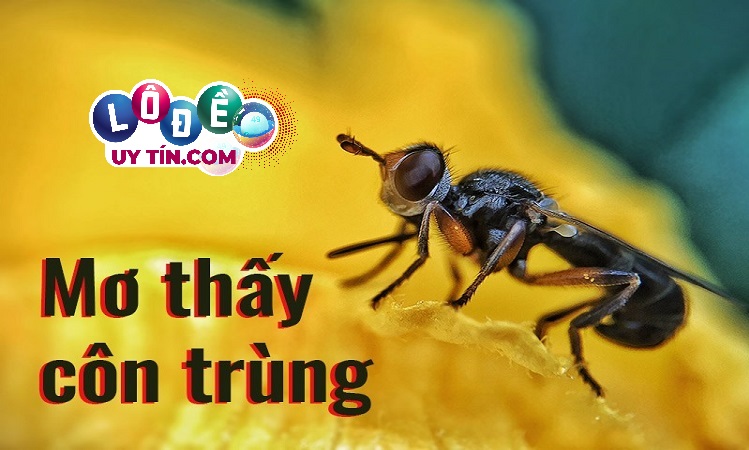 Giải đáp mơ thấy côn trùng, sâu bọ điềm gì, đánh con gì 2 mơ thấy côn trùng