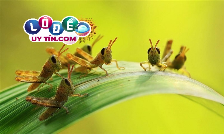 Giải đáp mơ thấy côn trùng, sâu bọ điềm gì, đánh con gì 4 mơ thấy côn trùng đánh con gì