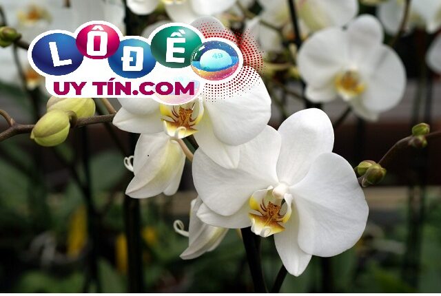 Mơ thấy hoa lan là điềm gì, đánh con số gì dễ trúng