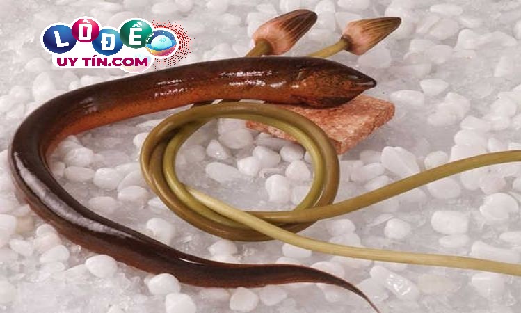 Mơ thấy lươn đánh con gì chuẩn nhất? Giải mã giấc mơ 2 Mơ thấy lươn đánh con gì chuẩn nhất? Giải mã giấc mơ
