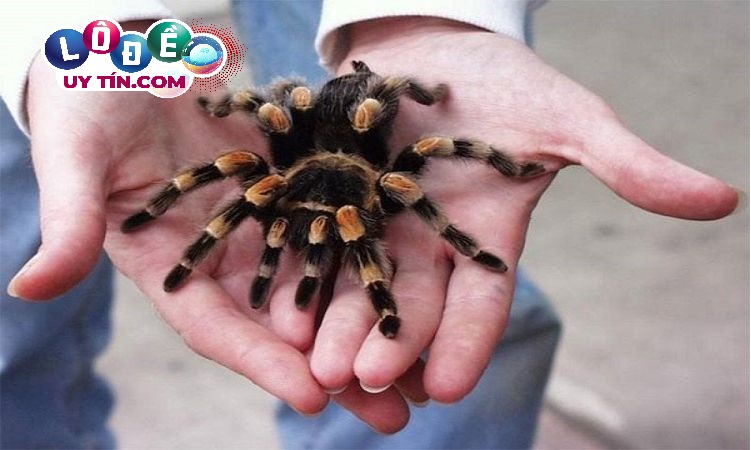 Giải mã mơ thấy nhện là điềm gì, đánh số nào chuẩn? 2 Giải mã mơ thấy nhện là điềm gì, đánh số nào chuẩn