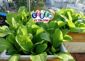 Nằm mơ thấy rau cải đánh con gì, có ý nghĩa gì?