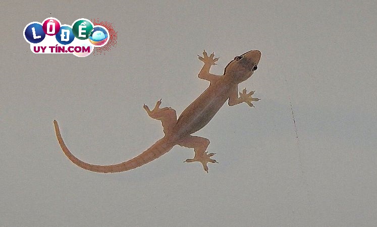 Nằm mơ thấy thằn lằn là điềm gì? Nên đánh con gì?