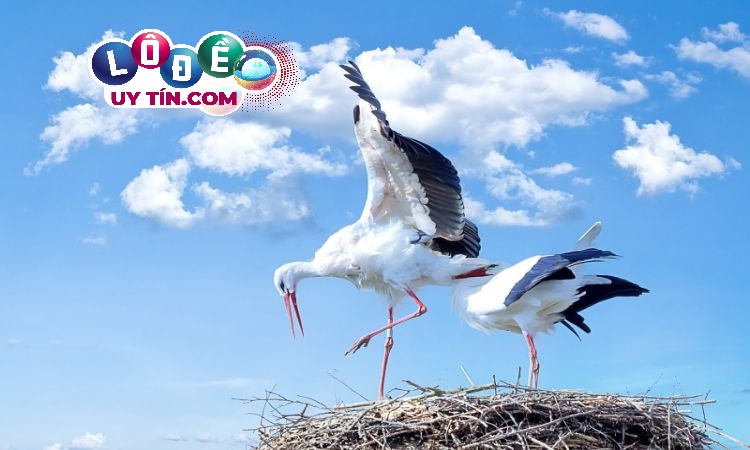 Mơ thấy con cò có ý nghĩa gì ? Con số nào may mắn 2