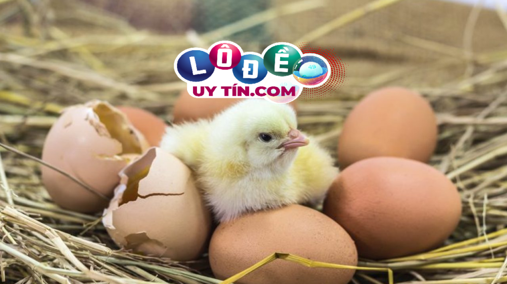 Mơ thấy trứng gà đánh con gì, điềm báo là gì? 1 Mơ thấy trứng gà đánh con gì, điềm báo là gì?