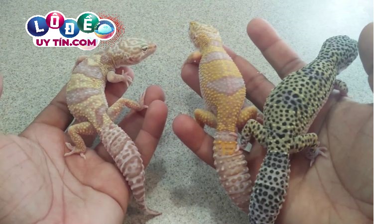 Nằm mơ thấy thằn lằn là điềm gì? Nên đánh con gì? 4 Nằm mơ thấy thằn lằn là điềm gì? Nên đánh con gì 2