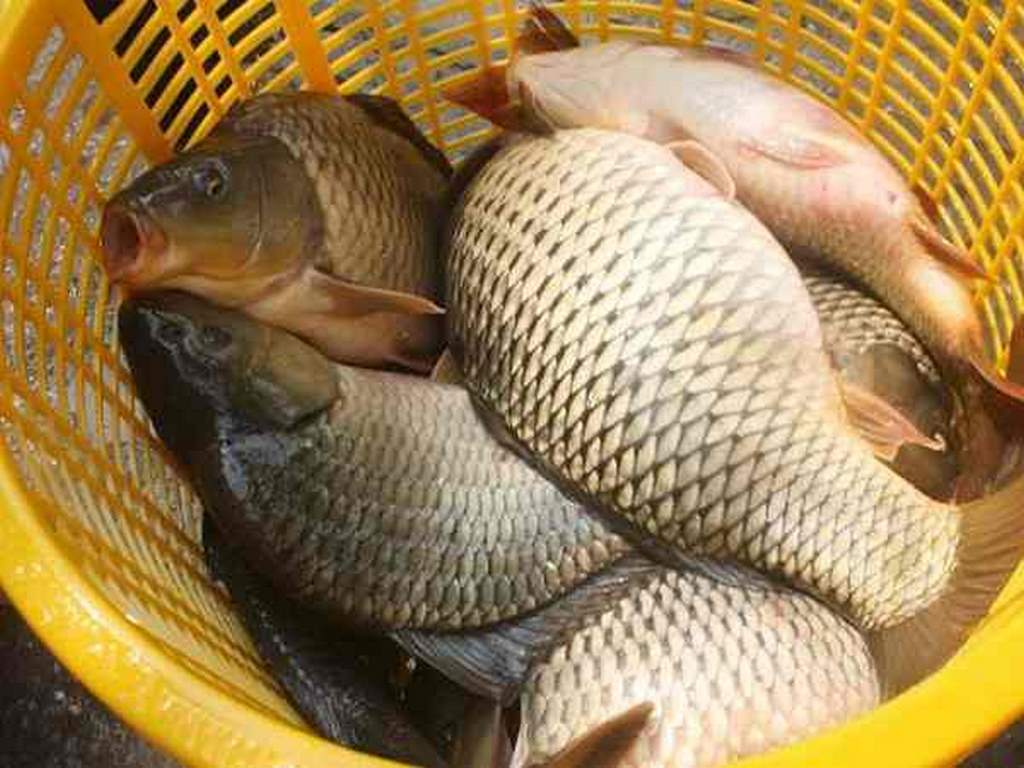 Mơ Bắt Được Nhiều Cá - Nên Đánh Con Gì Cho May Mắn? 2 Giải đáp những thông tin về giấc mơ bắt được nhiều cá