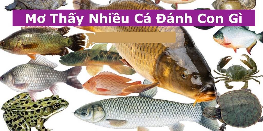 Mơ Bắt Được Nhiều Cá - Nên Đánh Con Gì Cho May Mắn? 4 Luận giải giấc mơ bắt được nhiều cá