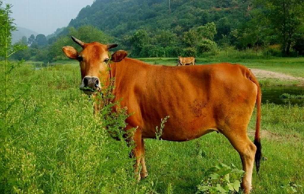 mơ dắt bò nên đánh đề số mấy