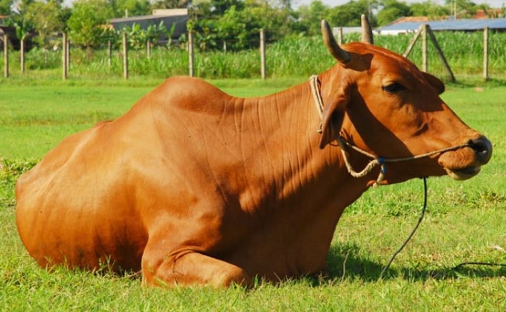 mơ dắt bò vàng báo hiệu điềm gì