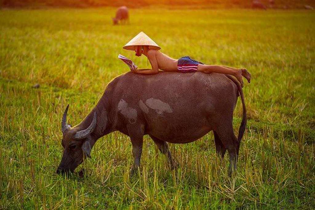 Mơ dắt trâu nên đánh đề số mấy?