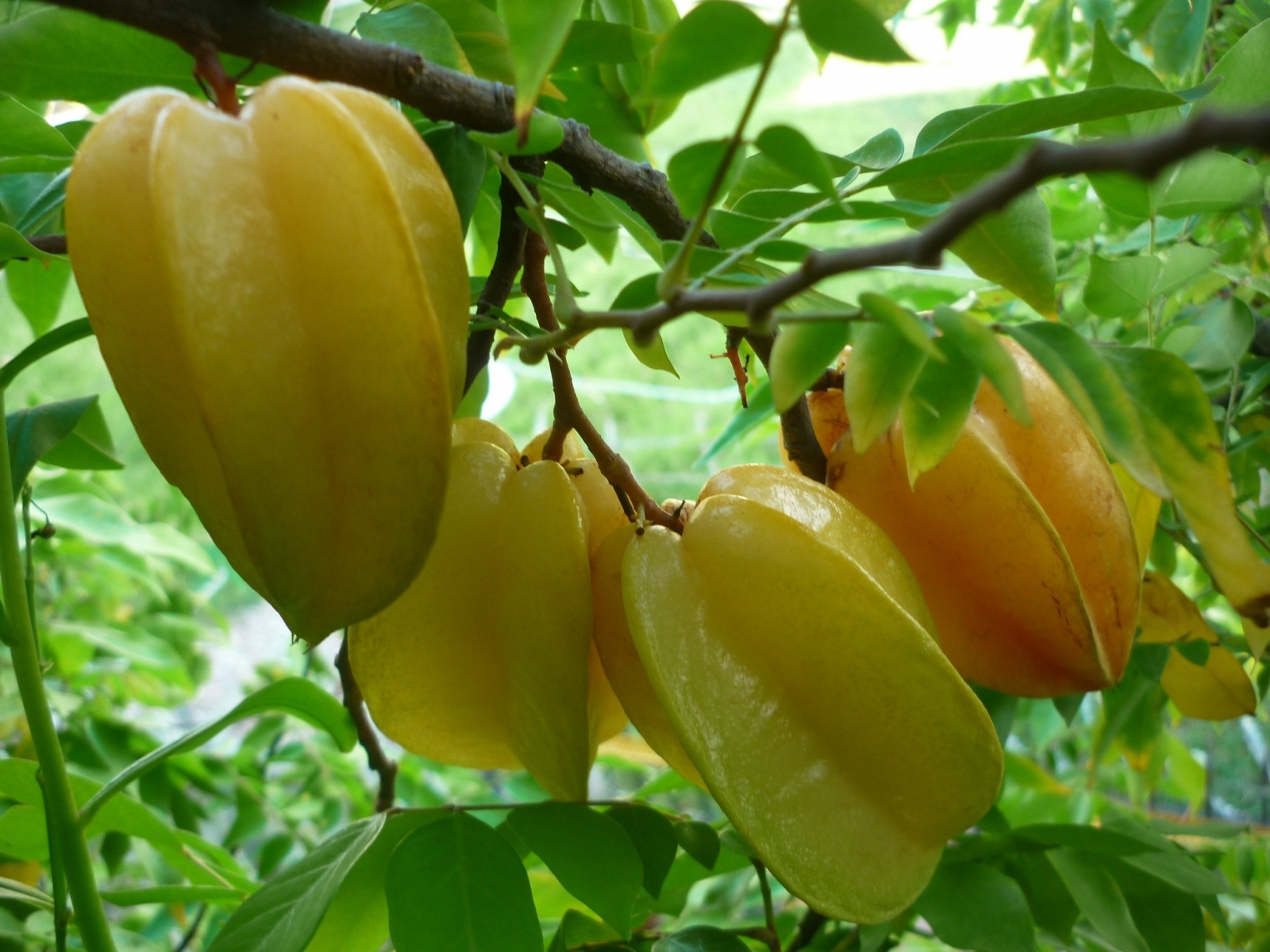 Mơ thấy cây chuối, cây khế, cây xoan thì đánh đề con gì 3 mơ thấy cây khế