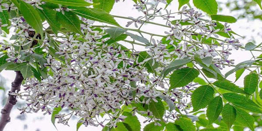 Mơ thấy cây chuối, cây khế, cây xoan thì đánh đề con gì