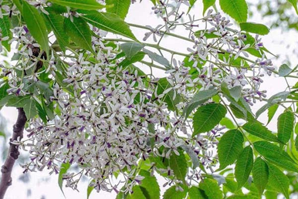 Mơ thấy cây chuối, cây khế, cây xoan thì đánh đề con gì 4 mơ thấy cây xoan